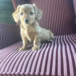 Sandy - Wheaten female Dachshund puppy in Arthur, Illinois from Chupp’s Puppies