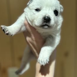 Hennessy - Blue speckled Australian Cattle Dog puppy in Ellensburg, Washington from Boondock Bandits