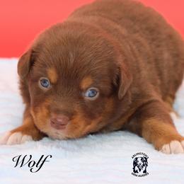 Wolf - Red tri male Miniature Australian Shepherd puppy in Weeki Wachee, Florida from Arlington's Mini Aussies