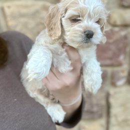 Wrangler - Buff and white male Cockapoo puppy in Clinton, Tennessee from High Hopes Hounds