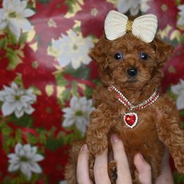 Cavapoo, Cockapoo, and Poodle Puppies from Heavenly Puppies to Love