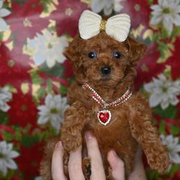 Cavapoo, Cockapoo, and Poodle Puppies from Heavenly Puppies to Love