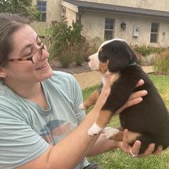 Greater Swiss Mountain Dogs from Jessie Eschweiler