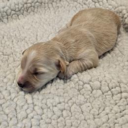 Miley - Cream female Goldendoodle puppy in Forney, Texas from Cityline Goldendoodles