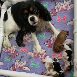 Tricolor 1 - Tri-color male Cavalier King Charles Spaniel puppy in Melrose, Florida from Magnolia Hill Cavaliers and Doxies