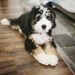 Bernedoodles from Puptown Bernedoodles