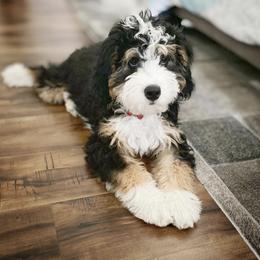 Bernedoodles from Puptown Bernedoodles