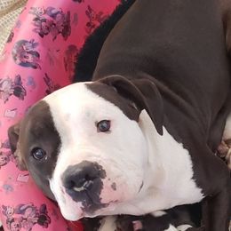 City - American Staffordshire Terrier
