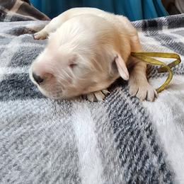 Yellow - Golden female Golden Retriever puppy in Lucasville, Ohio from Halo Kennels