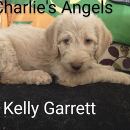 Labradoodle Puppies from Hills labradoodles