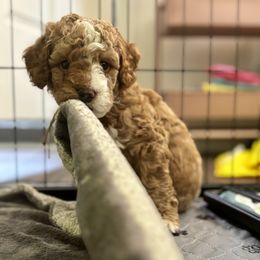Goldendoodle Puppies from Ivy’s Doodles