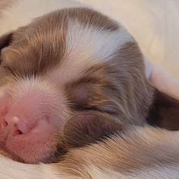 Mochi - Blenheim Cavalier King Charles Spaniel puppy in Castorland, New York from Faithful Friends Cavaliers