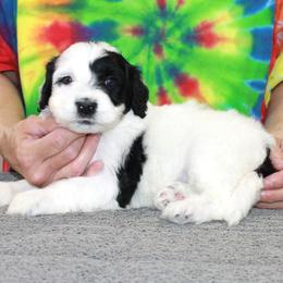 Girl 3 - female Portuguese Water Dog puppy in Beatrice, Nebraska from Success Portuguese Water Dogs