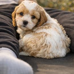 Louie - Blenheim male Cavapoo puppy in Roseville, California from Lipscomb Doodles