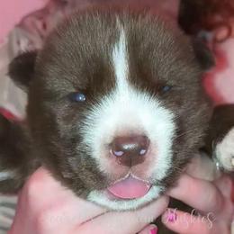 Atlas - Red and white male Siberian Husky puppy in Richland, Mississippi from Feazell’s Siberian Huskies
