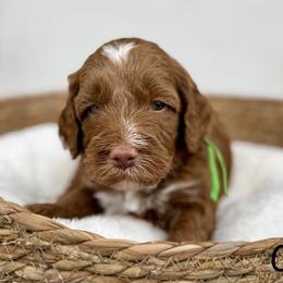 Camo - Caramel male Australian Labradoodle puppy in Morgan Hill, California from Loving Labradoodles