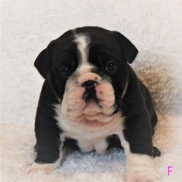 Bulldog Puppies from Sanford and Son Bulldogs