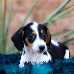 Male 4 - Piebald male Dachshund puppy in Childress, Texas from Taylor Farms