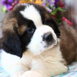 Saint Bernard Puppies from Horseshoe Drive Kennel