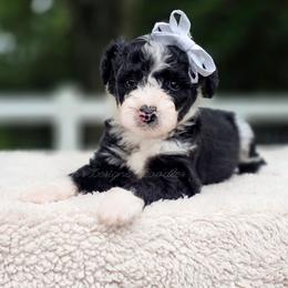 Thyme - Black and white female Aussiedoodle puppy in Centreville, Mississippi from Trin's Designer Doodles