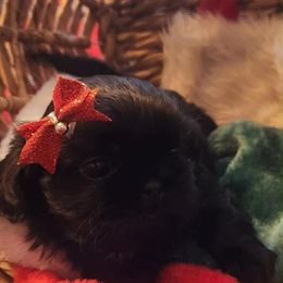 Kiki - Black female Shih Tzu puppy in Wyoming, Michigan from Shih Tzu Shenanigans