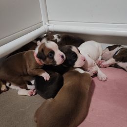 Boxer puppies from Clydesflashyboxers