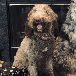 Dixie - Aussiedoodle