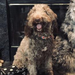 Dixie - Aussiedoodle