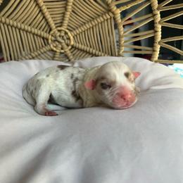 Elsa - Red merle female Australian Shepherd puppy in Grants Pass, Oregon from Carmel Mountain Aussies