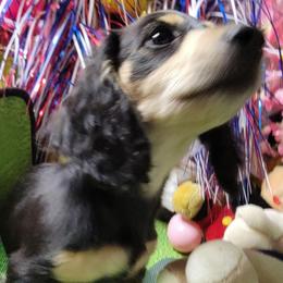 Nessie (Dapple Mc) - Black and cream female Dachshund puppy in Terlton, Oklahoma from CLARK'S BREEDING PROGRAM