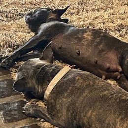 French Bulldogs from Marrs Bulldogs