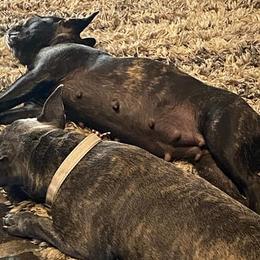 French Bulldogs from Marrs Bulldogs