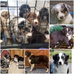 Miniature Australian Shepherd Puppies from KJs Rockin Aussies