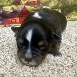 Black Tri-2 - Black tri male Miniature Australian Shepherd puppy in Ronan, Montana from Dirt Road Aussie’s of Montana