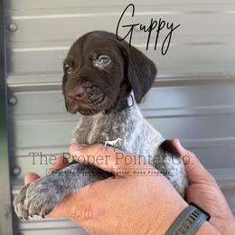 Guppy purple collar - Liver roan female German Shorthaired Pointer puppy in Six Mile, South Carolina from The Proper Pointer Co.