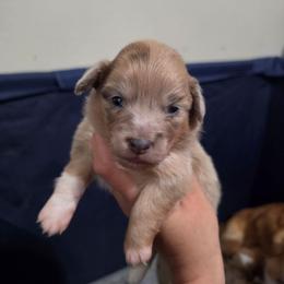 Boy 2 - Blue merle and white male American Corgi puppy in Tallahassee, Florida from Koko's Korgis