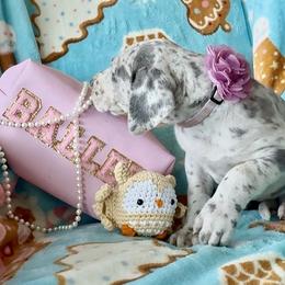 Great Dane puppies from Split Rock Danes