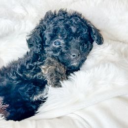 Waffles - Phantom male Poodle puppy in Flint, Michigan from Anytime Doodles