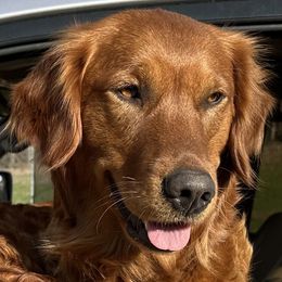 Minty - Golden Retriever