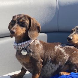 Dachshunds and French Bulldogs from Britany’s Boujee Breeds