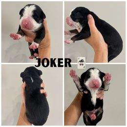 Joker - Tri-color male Bernedoodle puppy in Horseshoe Bend, Idaho from Over the Moon Poodles and Doodles