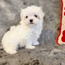 Nalani ( Girl 2 ) - White Maltese puppy in Vinton, Louisiana from Dreams & Love Maltese