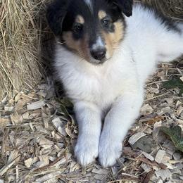 Collie Puppies from Hedge Haven Farm