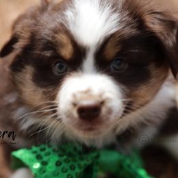 Australian Shepherd, Miniature American Shepherd, Miniature Australian Shepherd, and Toy Australian Shepherd Puppies from TK Standard, Mini, & Toy Aussies