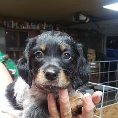 French Brittany Puppies from Dakota Point Kennel