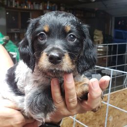French Brittany Puppies from Dakota Point Kennel