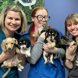 Dachshund Puppies from STORIED DOXIES