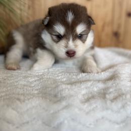 Hershey - Chocolate male Pomsky puppy in Staples, Minnesota from Ritzy Puppies