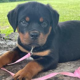 Light pink collar - Black and mahogany female Rottweiler puppy in Industry, Illinois from KDKs Kennels