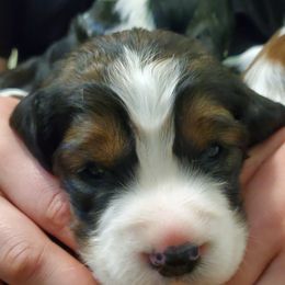 English Springer Spaniel Puppies from Maple Hill Farm English Springer Spaniels